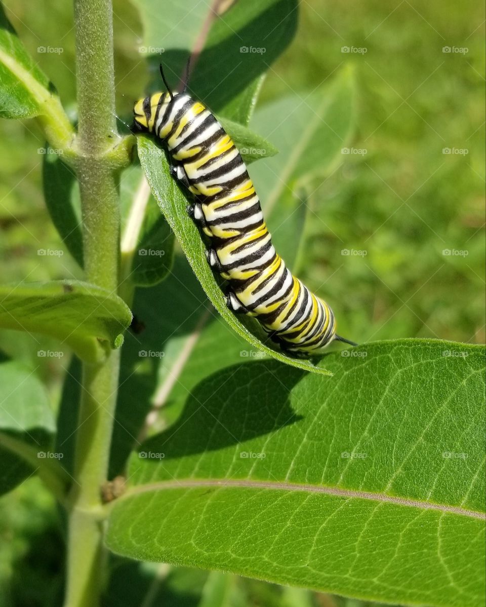 Monarch Caterpillar on Milk Weed