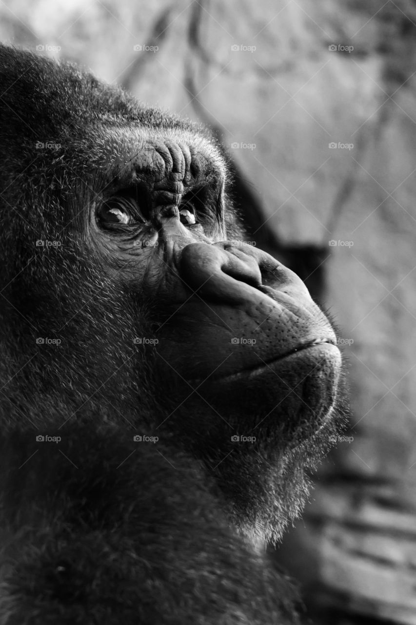 Close-up of gorilla