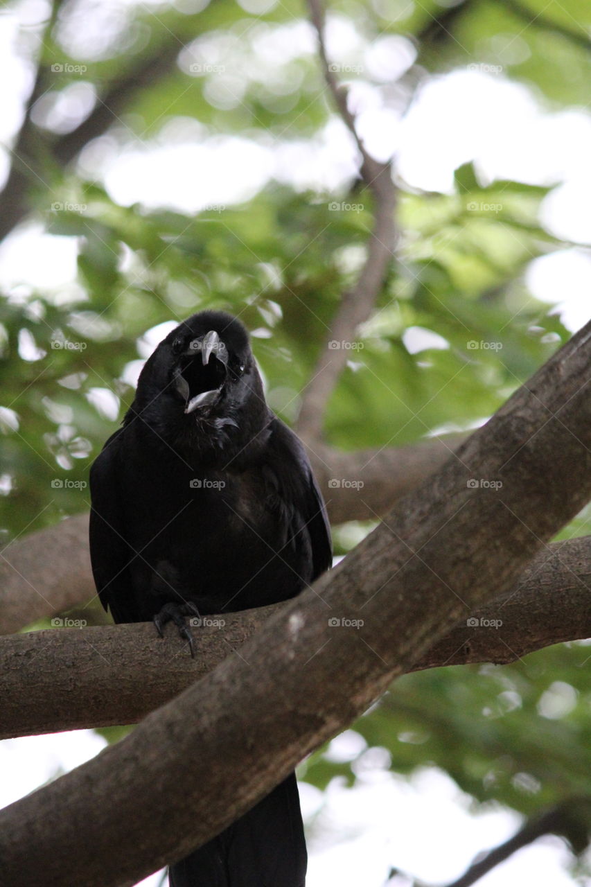 raven on tree