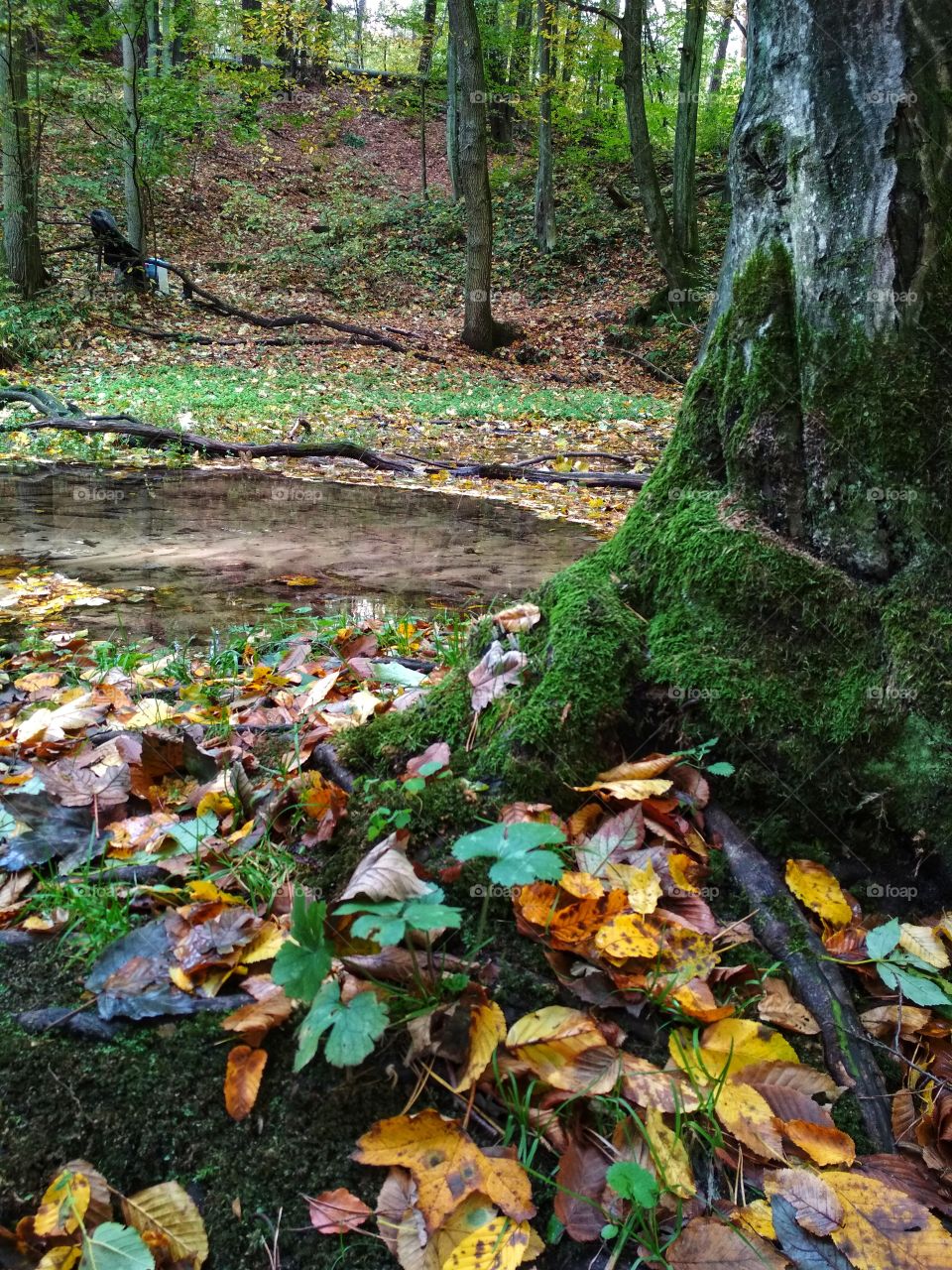 Polish autumn - leaves