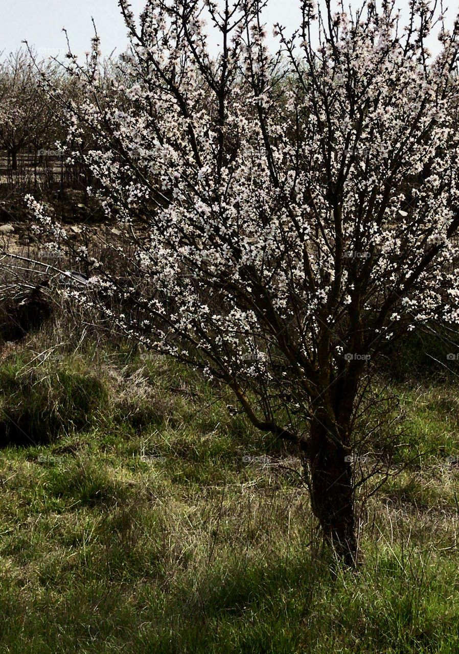 Flowering fruit tree