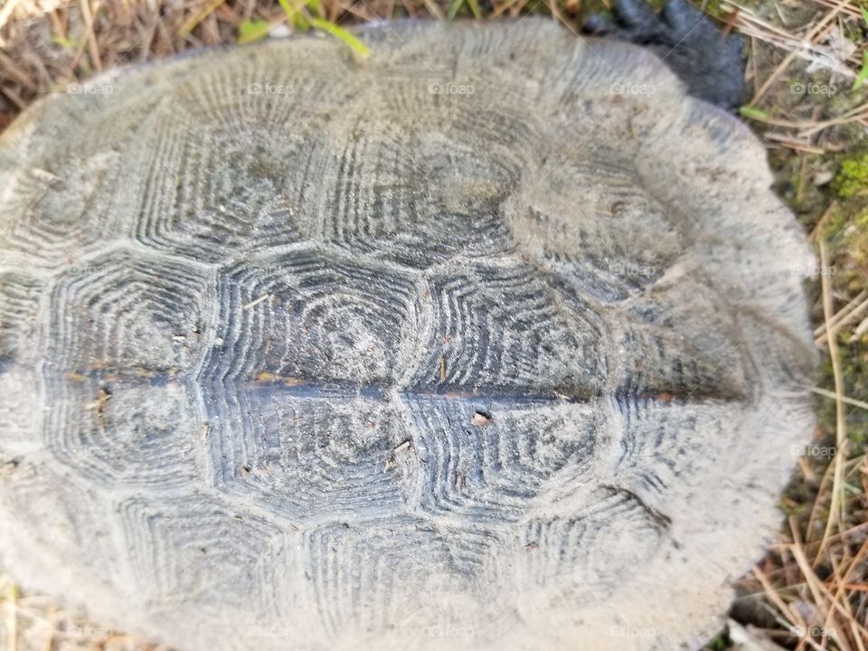 turtle back