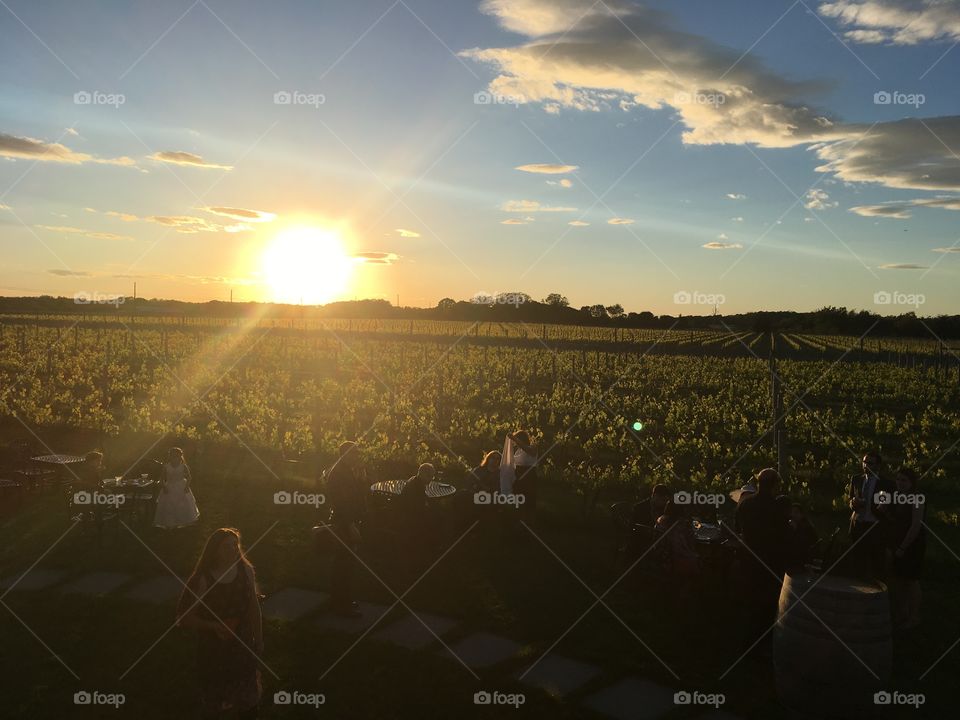 A beautiful sunset at the vineyard. 