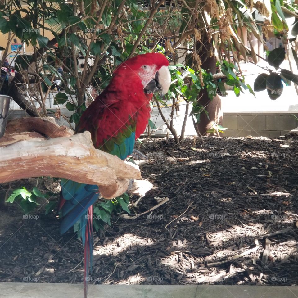 red parrot