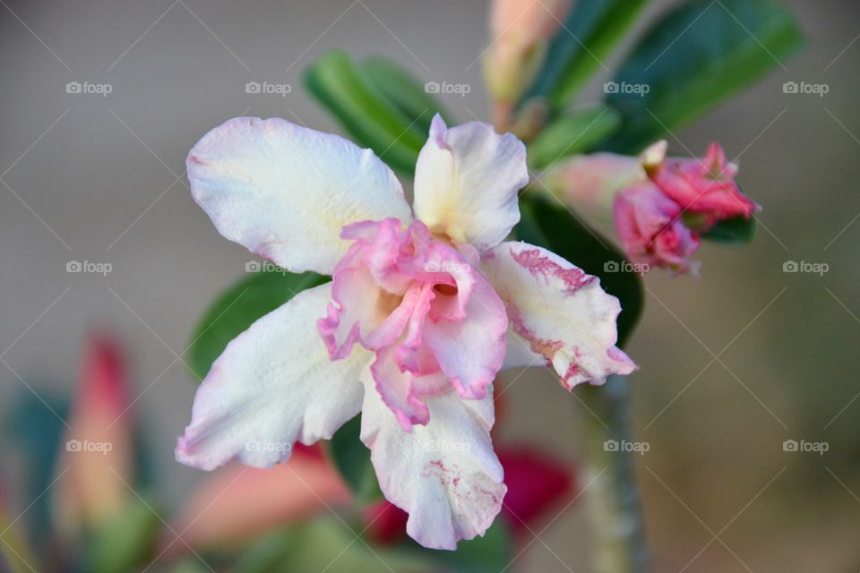 White desert rose blur background