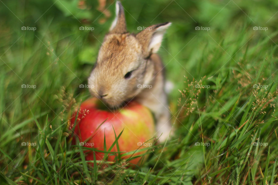 Rabbit with an apple 