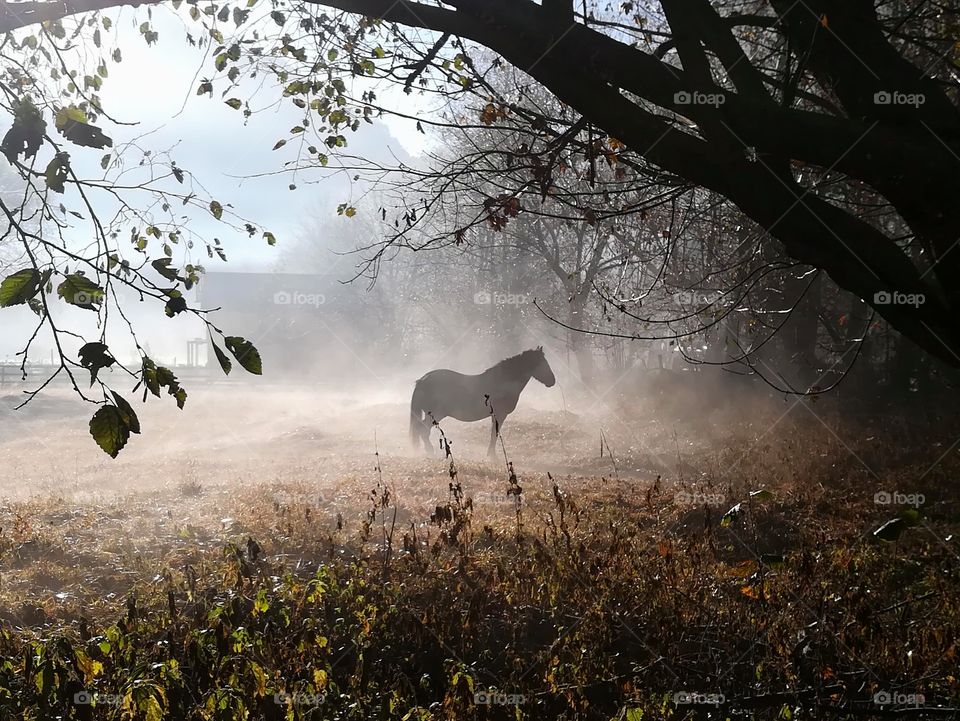 Took this photo of a horse in the fog during a cold morning in a countryside village in Romanian mountains