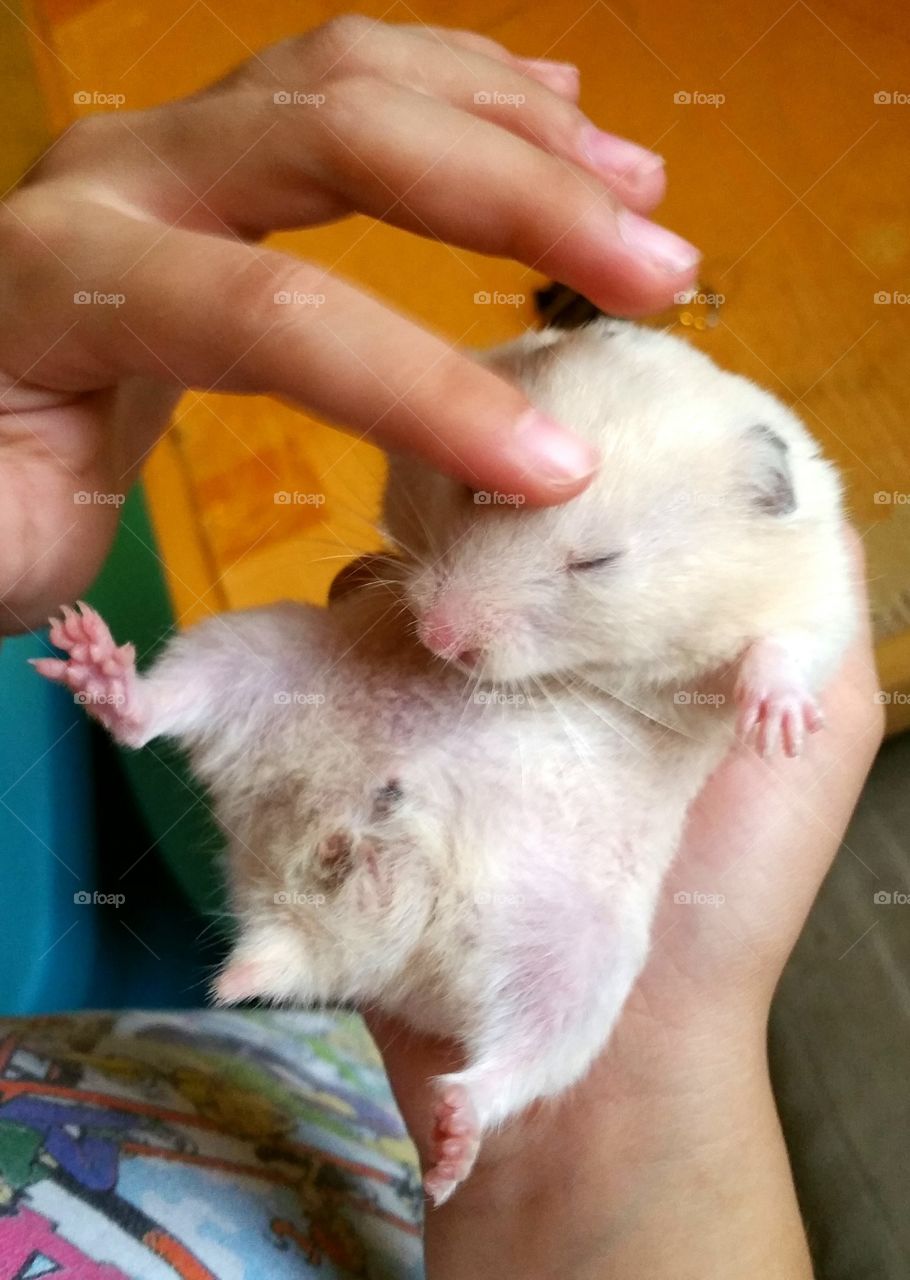 Petting a Syrian hamster