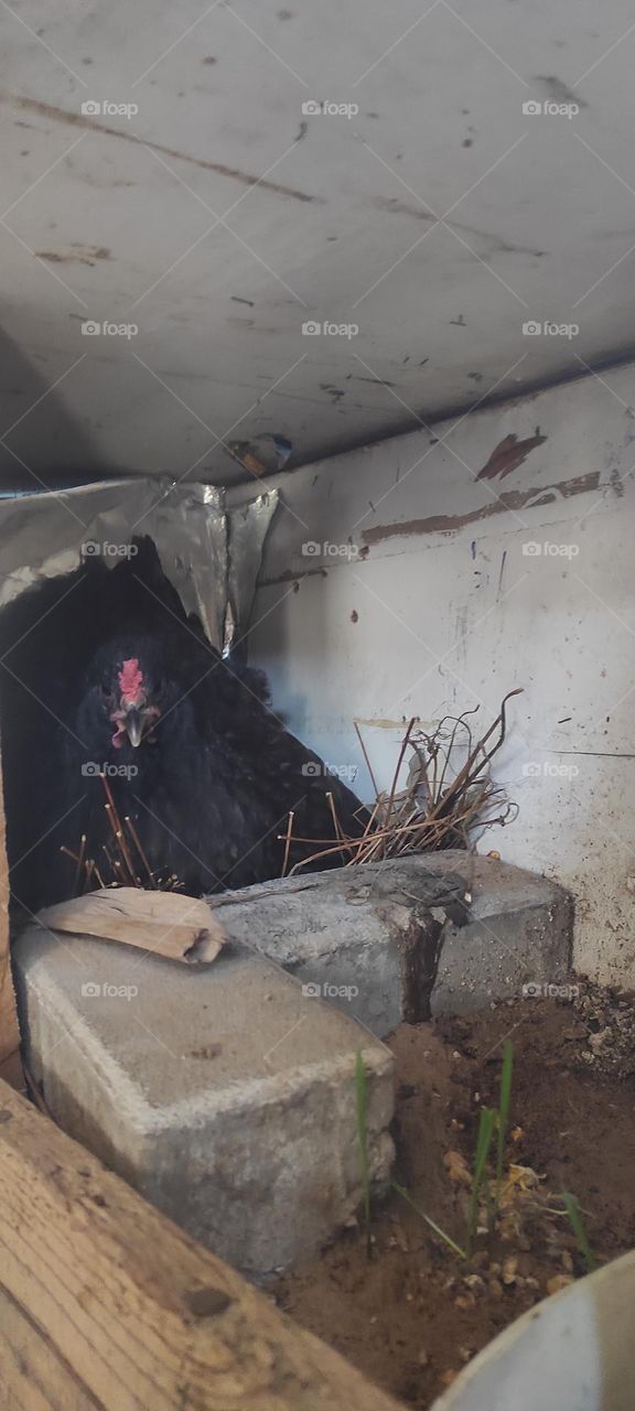 The hen lays on the eggs