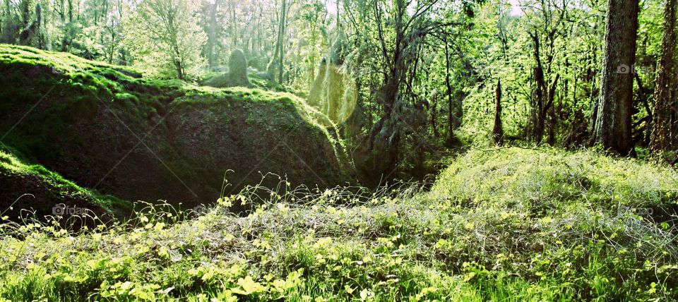 Clearing in the forest.