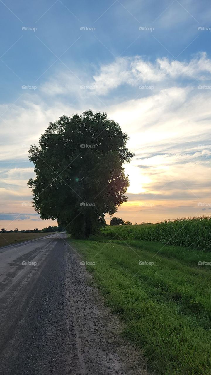 Corn Lined Country Road