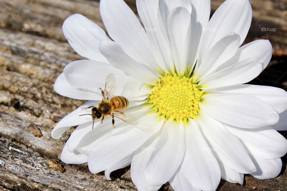 Honey bee on a flower