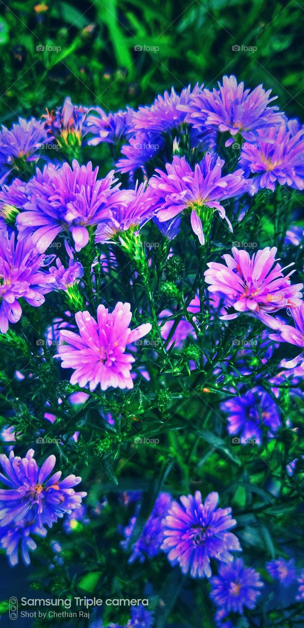 blue signature with dezi flower