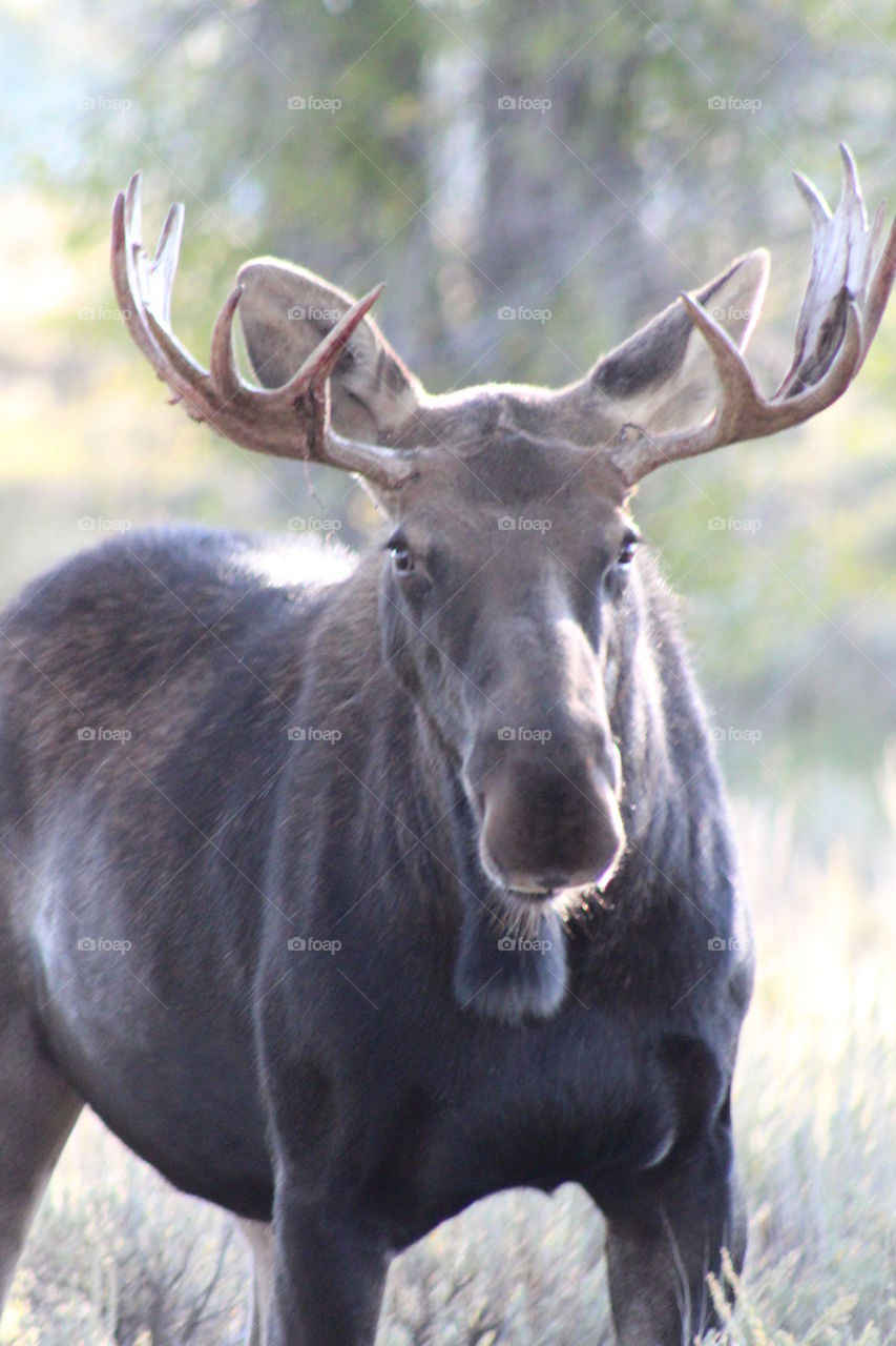 Bull Moose