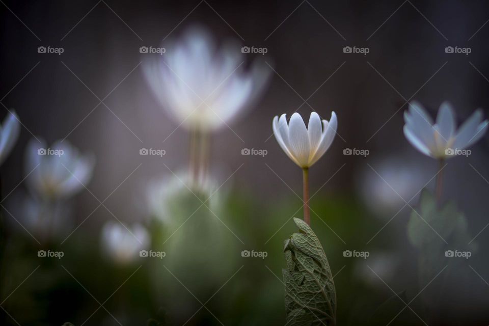 White wild flowers