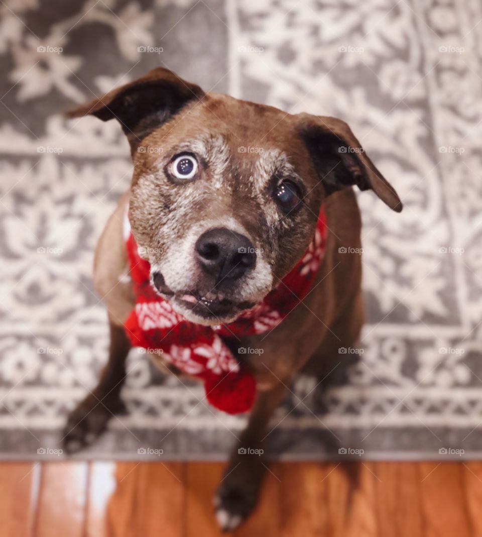 Luna and her winter scarf