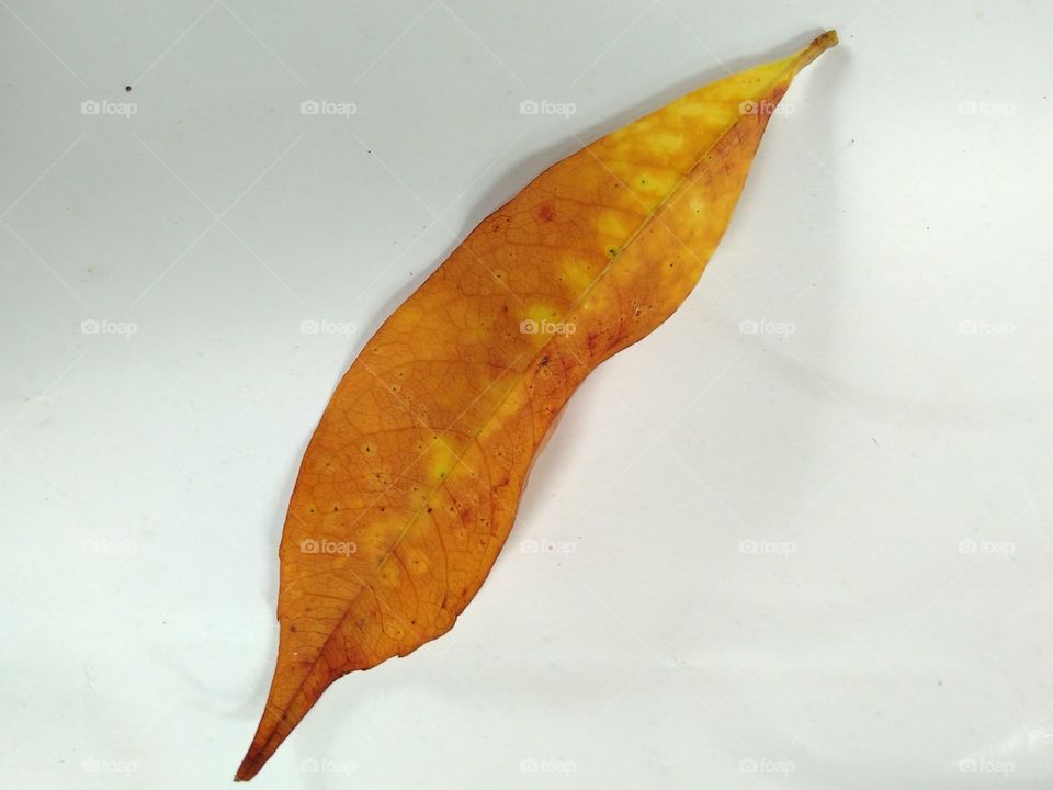 leaf