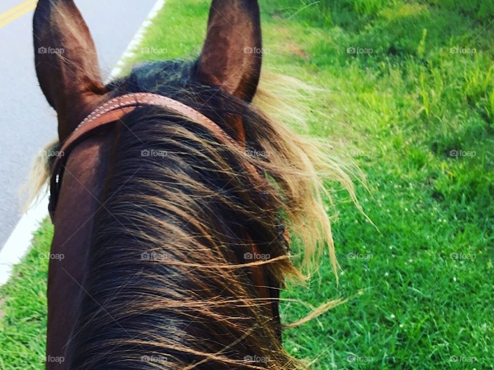 The best view is through the ears of a horse
