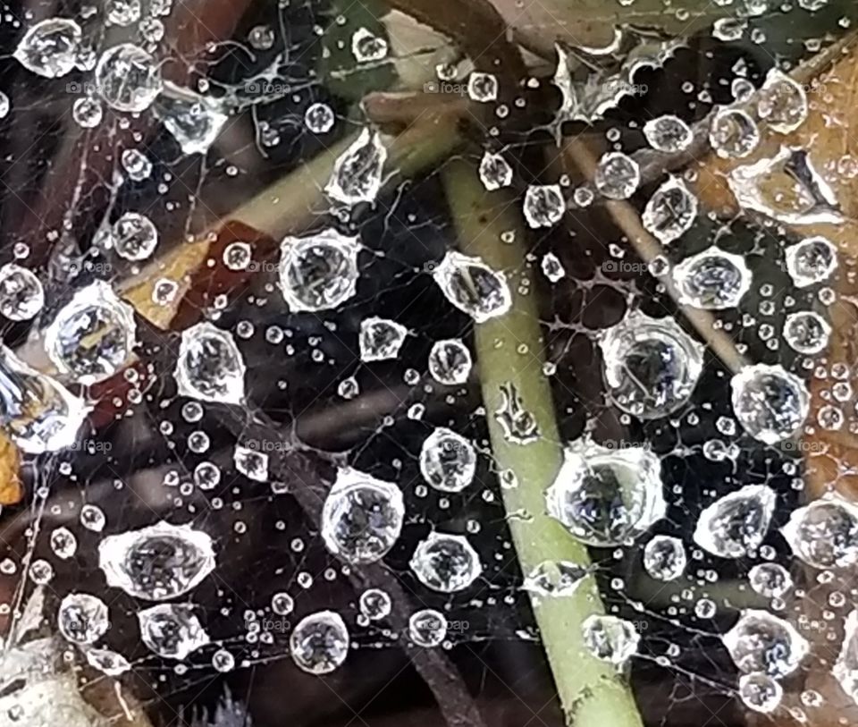 webbed droplets