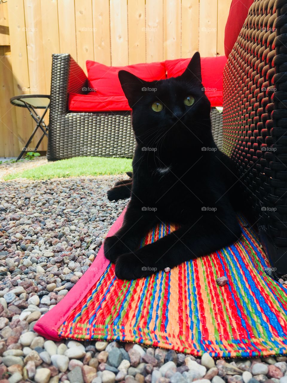 Black cat relaxing on the catio. - Adopt Me - Tabby Catfe - Menomonie, Wisconsin, USA