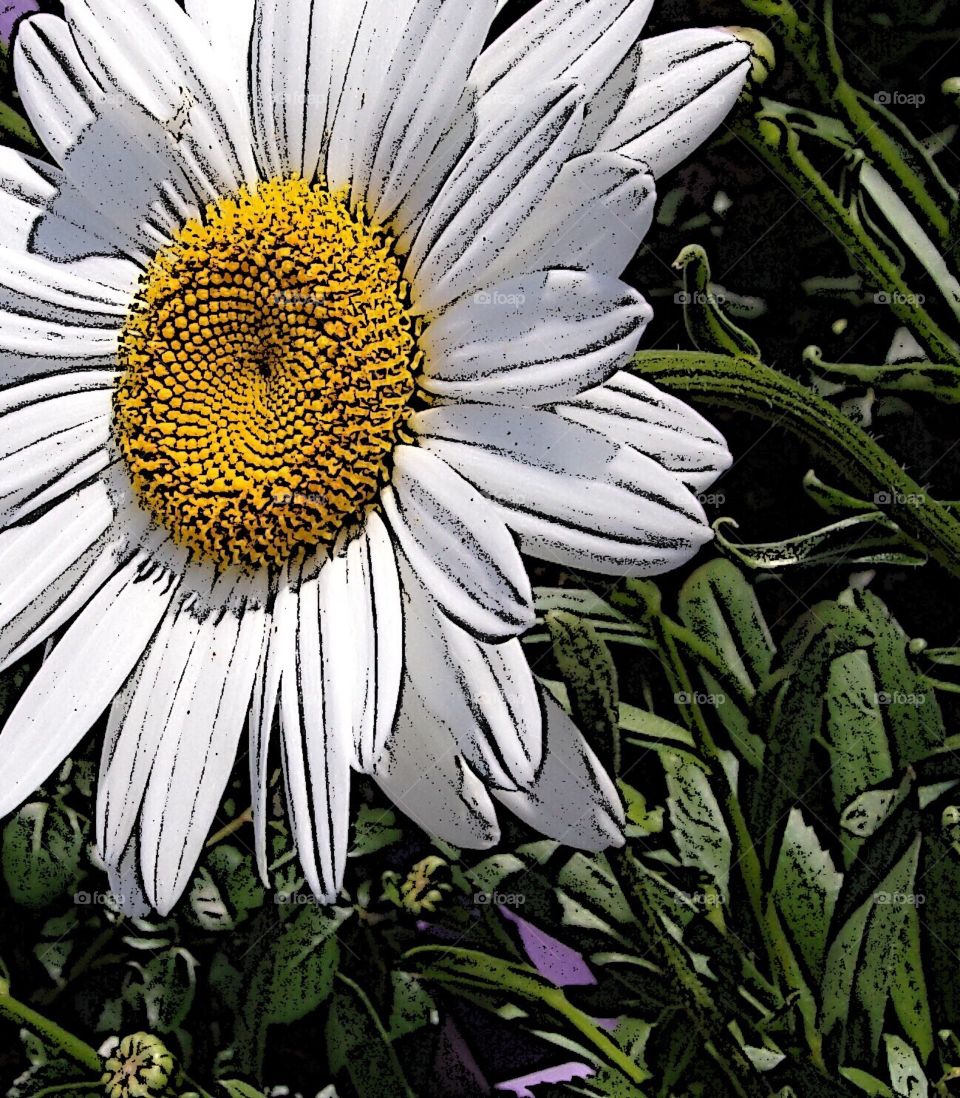 Abstract view of a daisy