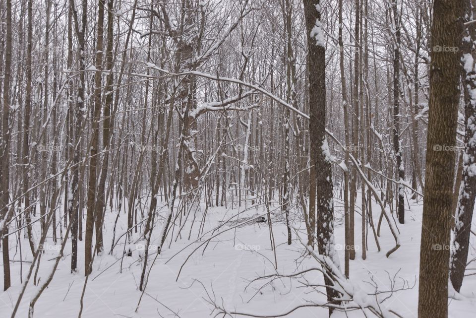 Wood path in winter