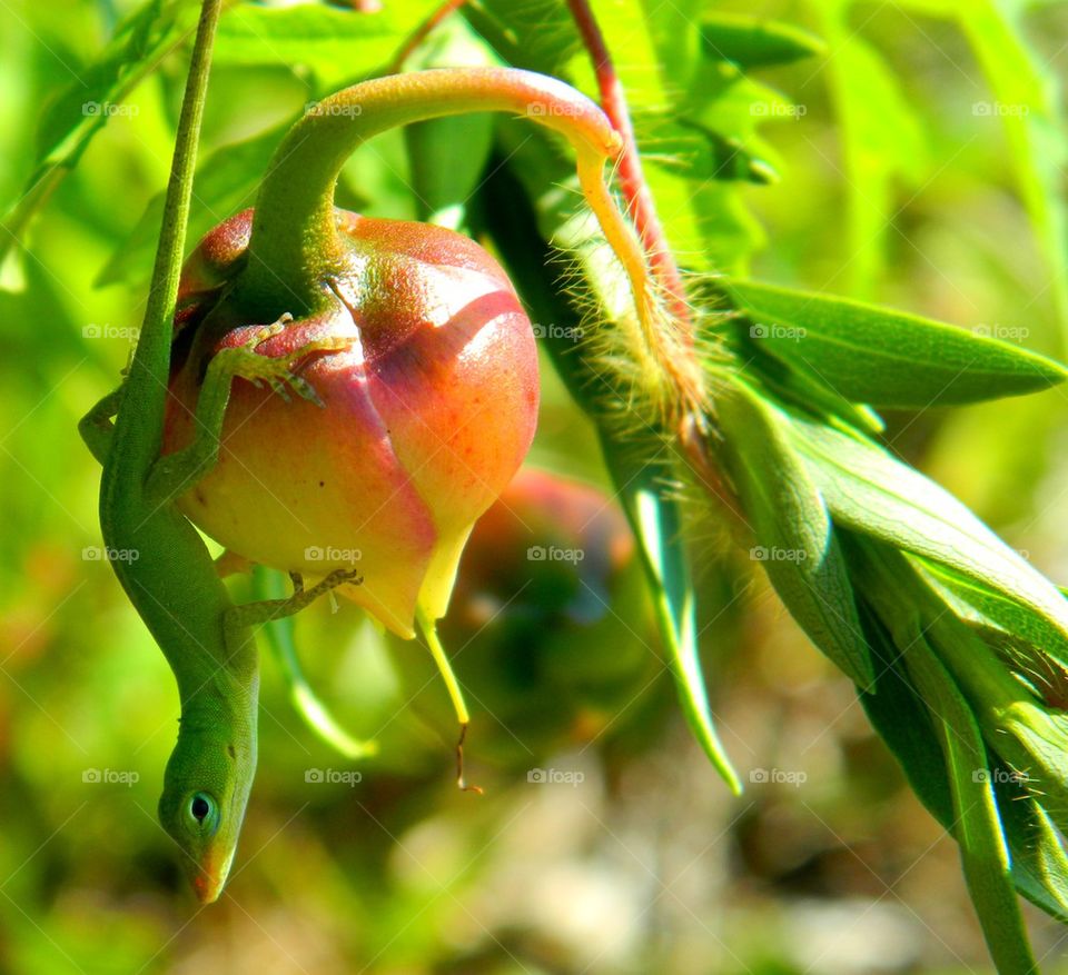 Close-up of green lizard on fruit