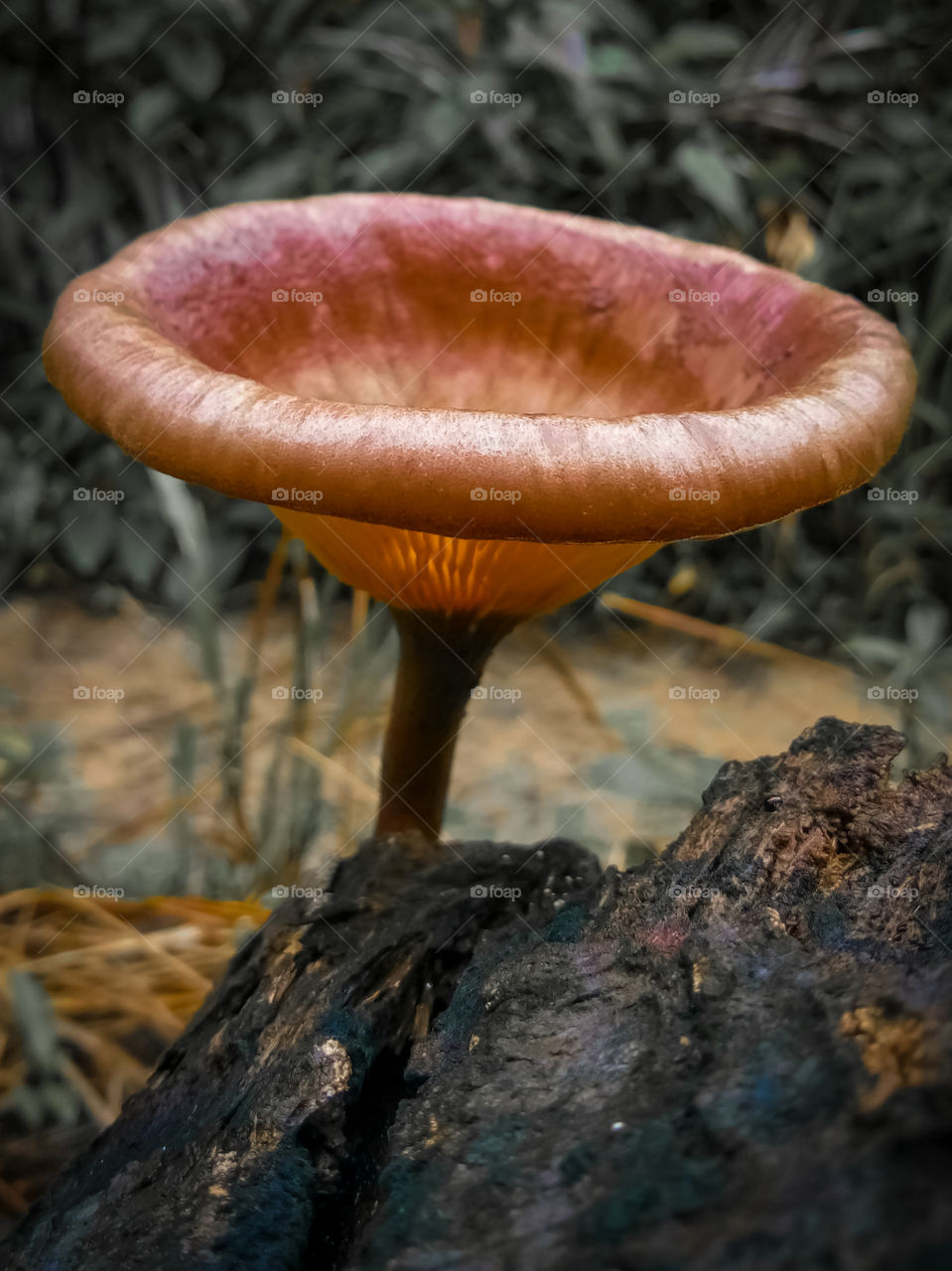 mushroom