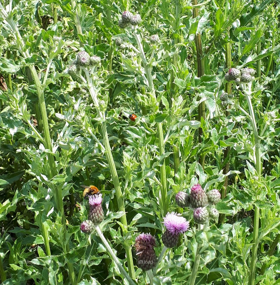 bier - mariehøne - vildt - blomster - blade - tæt på - natur - sommer