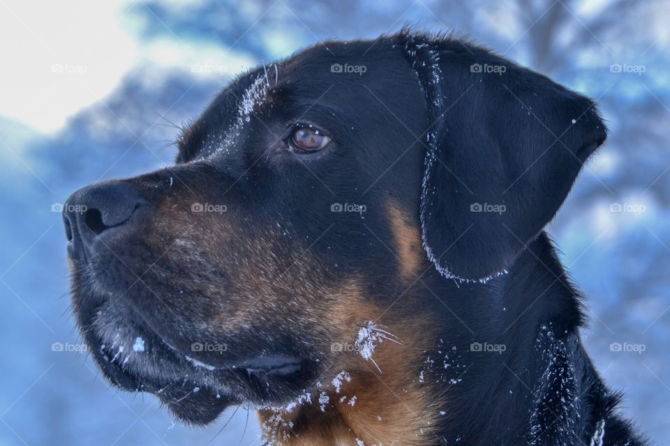 Cold dog