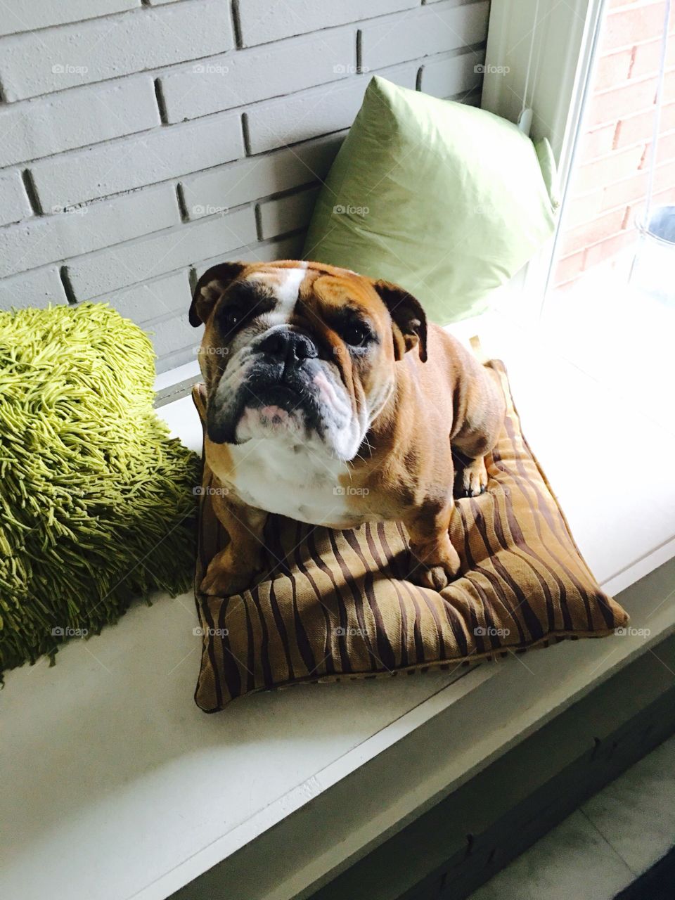 English Bulldog Pillows