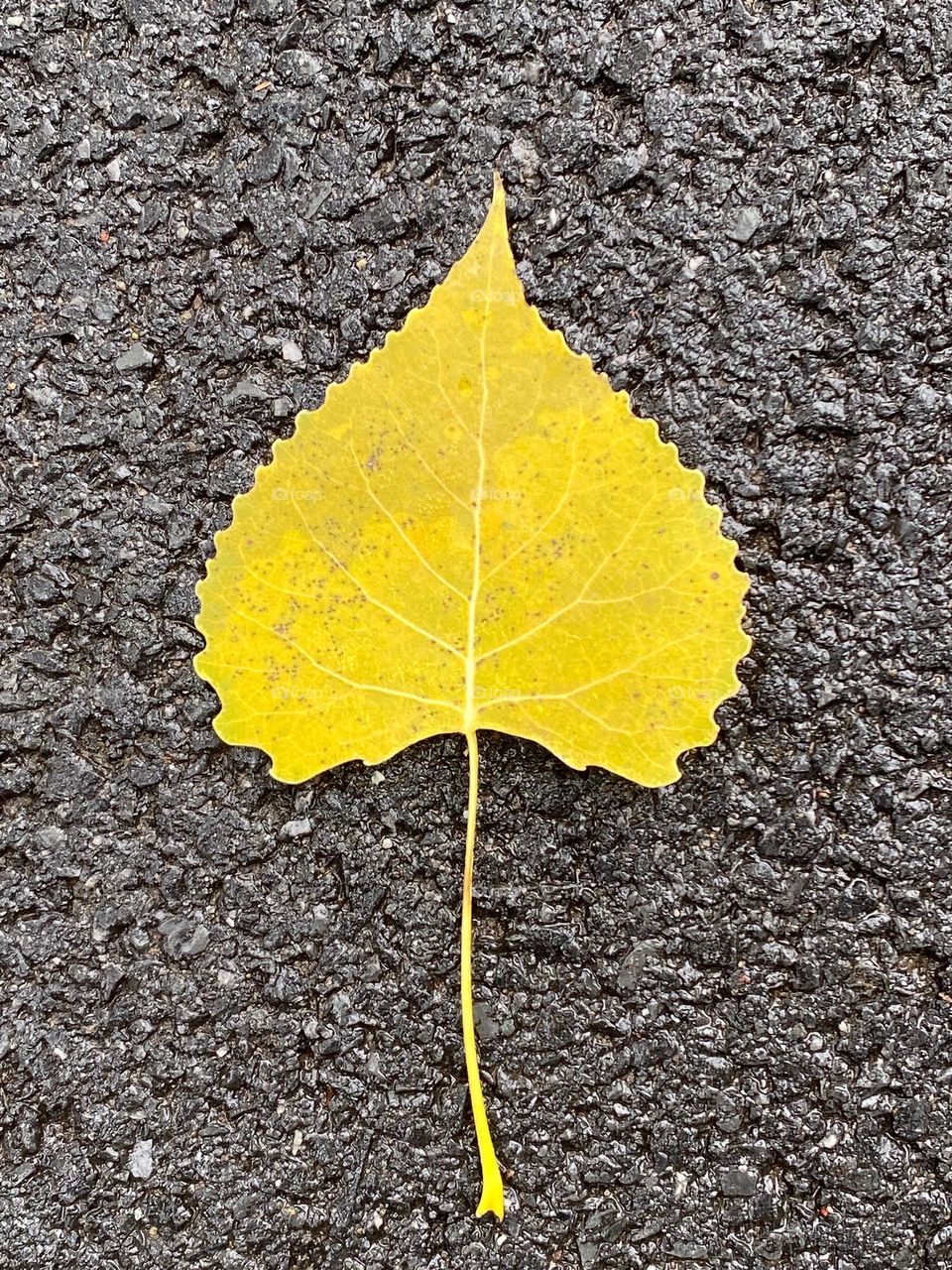A fallen aspen leaf