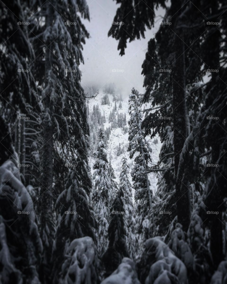 View through the trees, Snoqualmie National Forest, Washington