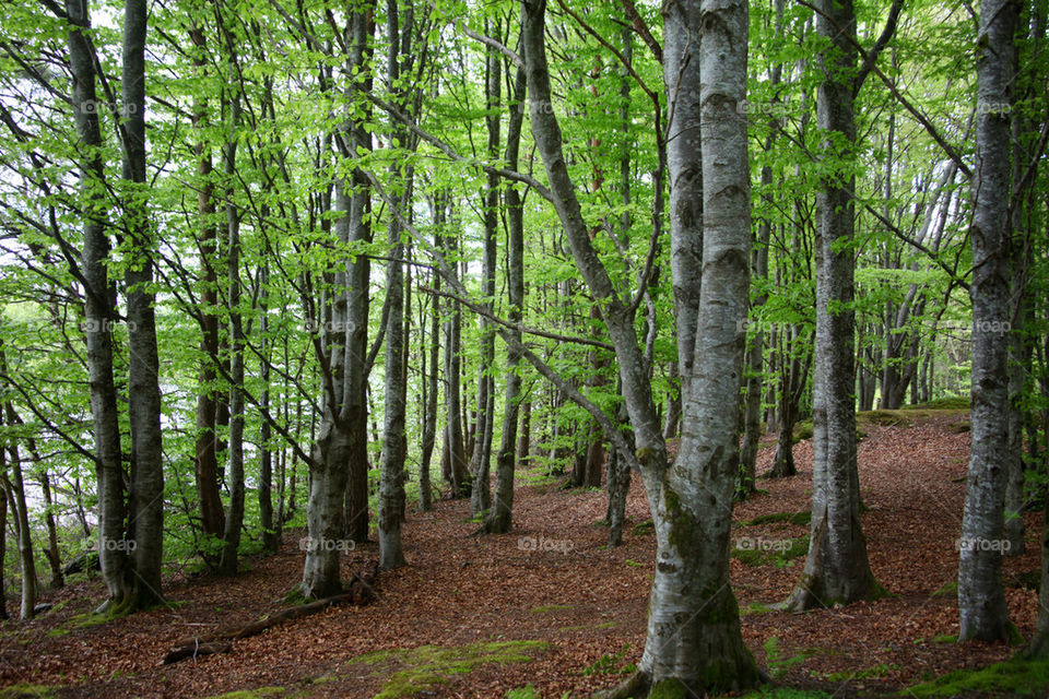 Beech forest.