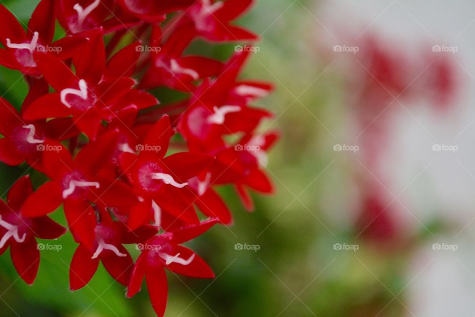 Red flowers. Red is the color of passion