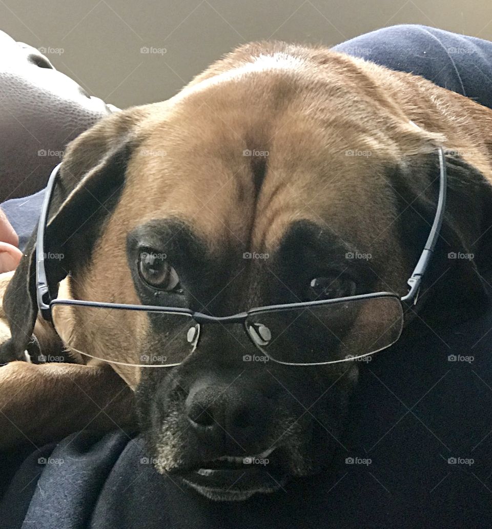 Puggle with glasses
