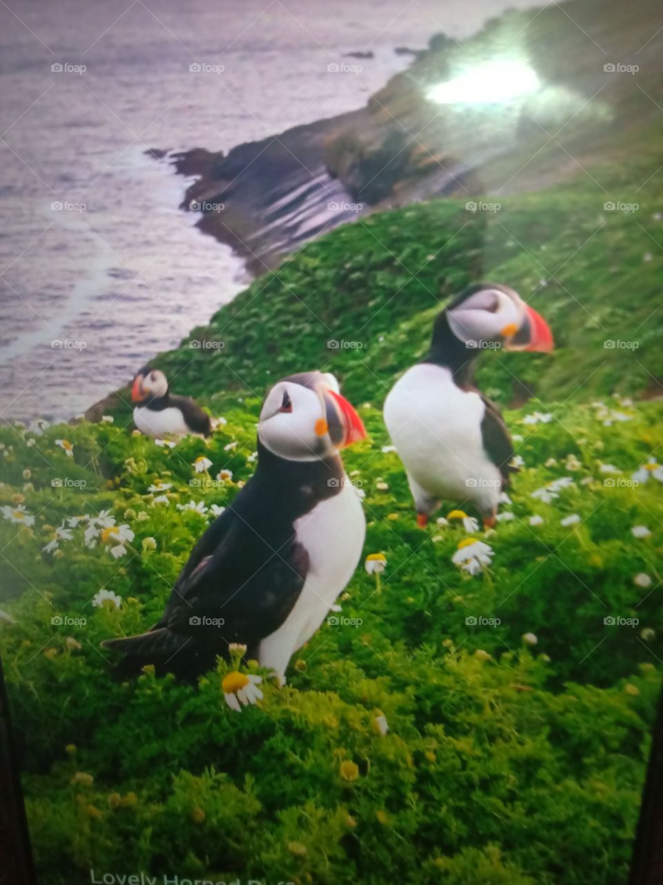 Lovely Horned Puffins