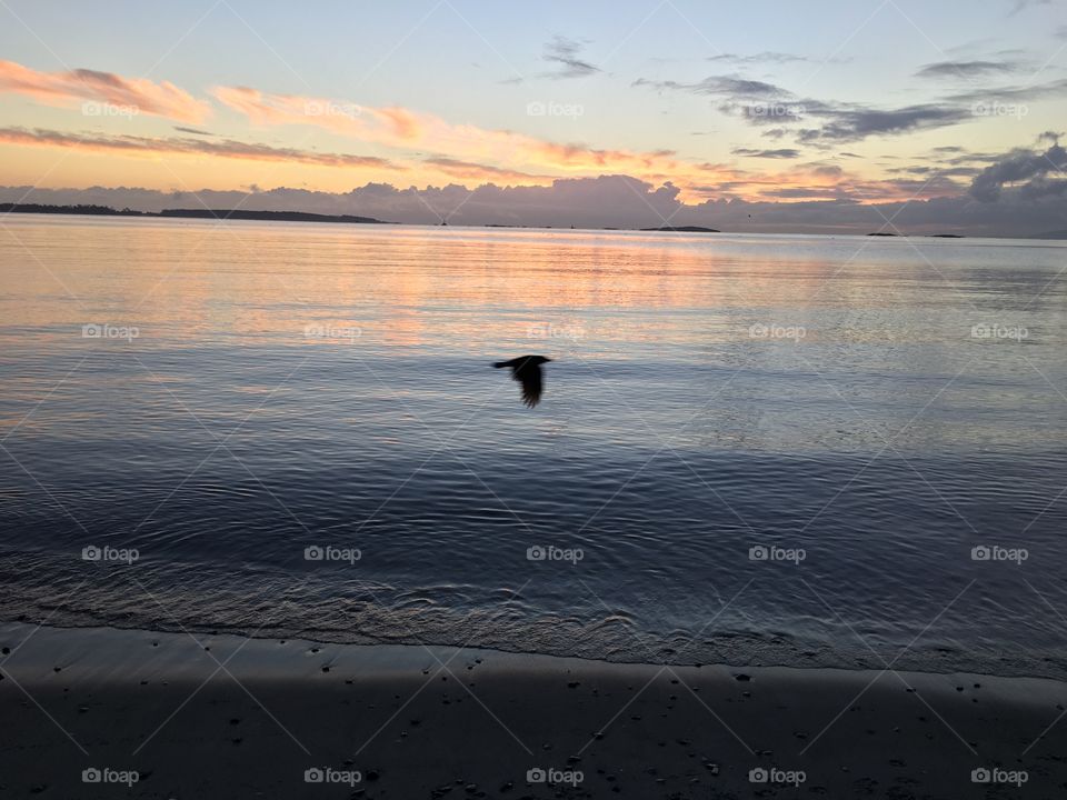 Bird flying over sea