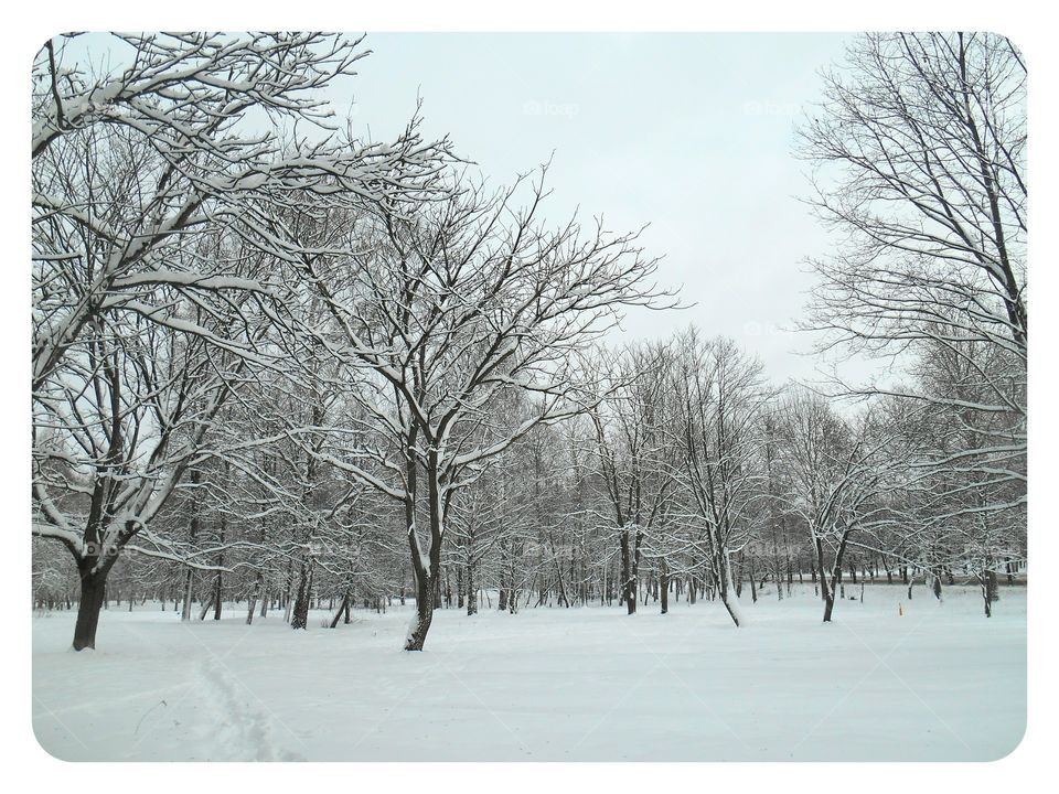 Winter, Snow, Cold, Tree, Frost