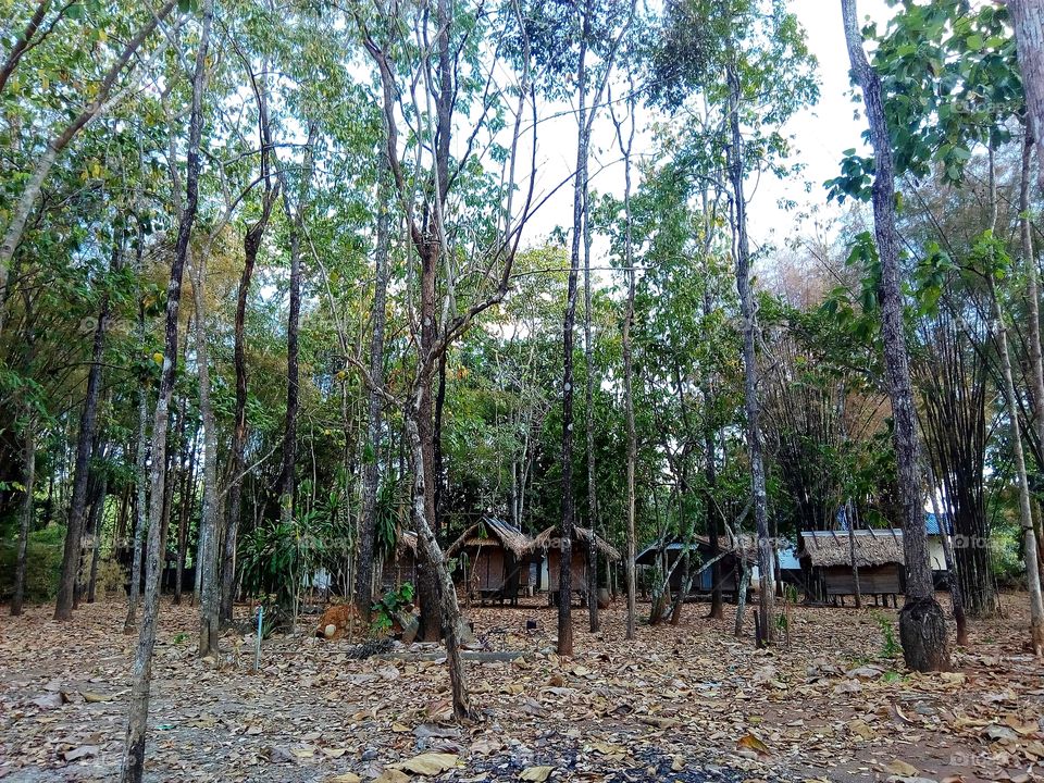 Tree, forest, hut, peaceful, shady, tall tree