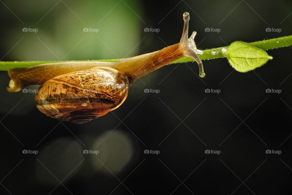 Snail on the leaf