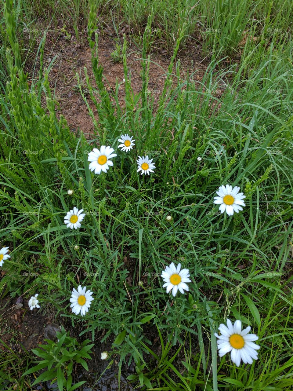 flower patch