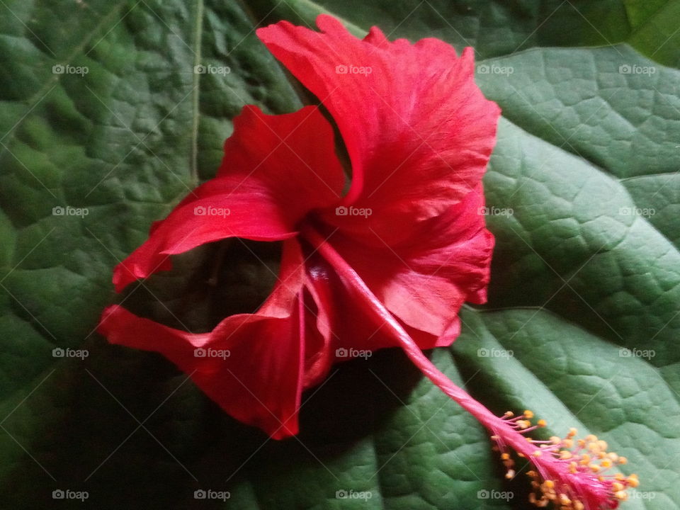 green design and red flower beauty object