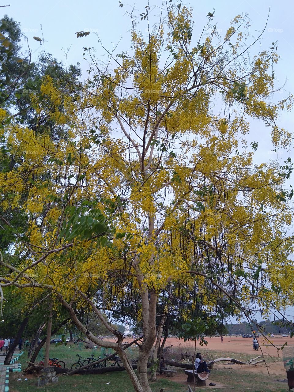golden tree