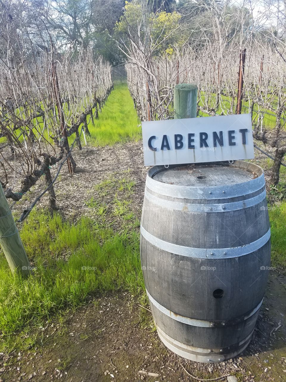 Cabernet grape vines with a distinguishing wine barrel