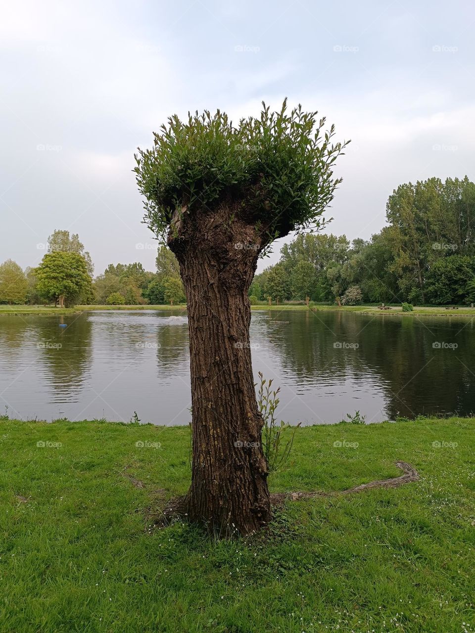 sunset at the edge of the pond
