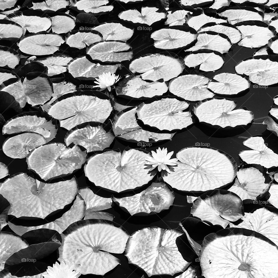 Lily pads