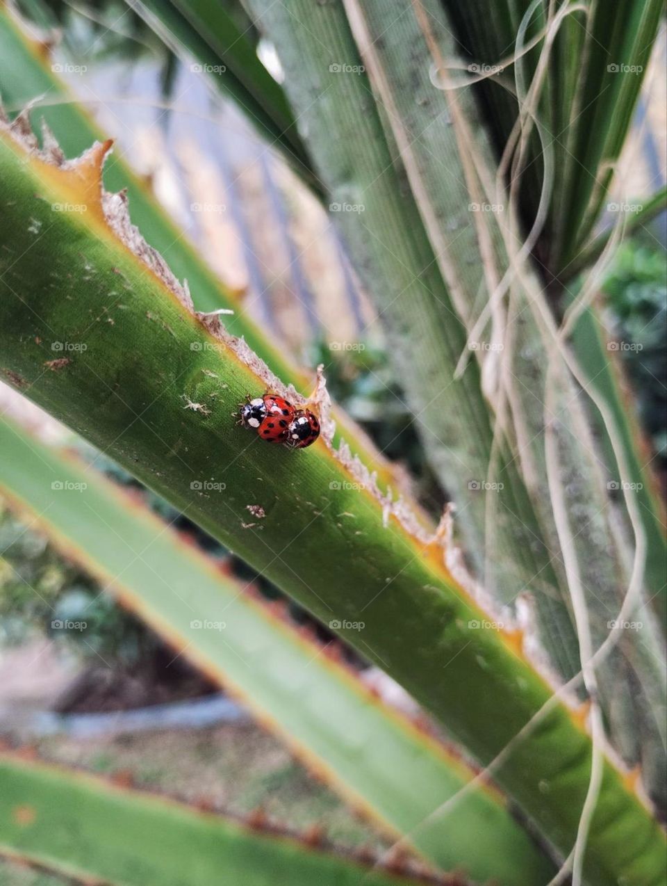ladybug and plants🐞🐞🌿🌿