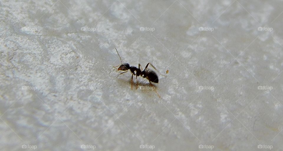 Little Ant, now need to find Dec
