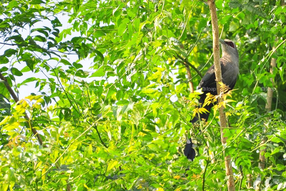 Nature, Leaf, Tree, No Person, Outdoors